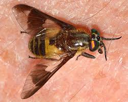 Attēlu rezultāti vaicājumam “Chrysops”