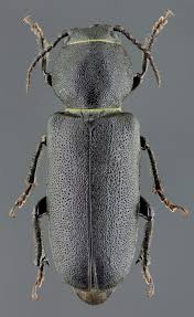 Attēlu rezultāti vaicājumam “Spondylis buprestoides”