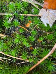 Attēlu rezultāti vaicājumam “Octospora humosa”