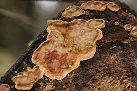 Attēlu rezultāti vaicājumam “Stereum rugosum”