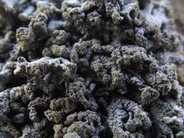 Attēlu rezultāti vaicājumam “Hemitrichia chrysospora macro”