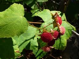 Attēlu rezultāti vaicājumam “Rubus parviflorus fruit”