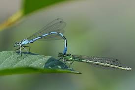 Attēlu rezultāti vaicājumam “Coenagrion hastulatum”