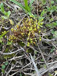 Attēlu rezultāti vaicājumam “Funaria hygrometrica sporophyte”