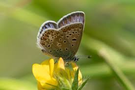 Attēlu rezultāti vaicājumam “Polyommatus icarus female”