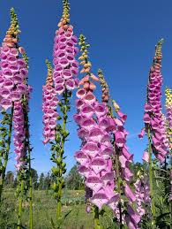 Attēlu rezultāti vaicājumam “Digitalis purpurea flower”