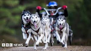 Image result for Team Ice Fire British Sled Dog Racing Team