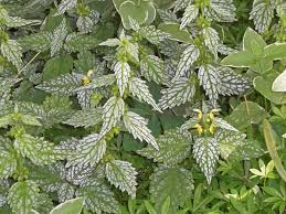 Attēlu rezultāti vaicājumam “Lamiastrum galeobdolon bud”