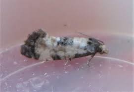 Attēlu rezultāti vaicājumam “Cochylis dubitana”