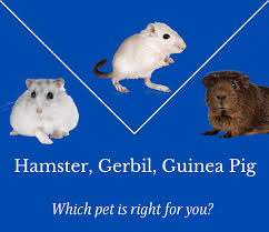 Image result for Gerbil