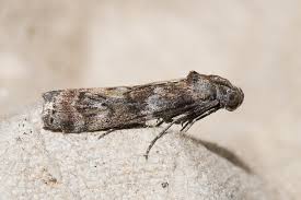 Attēlu rezultāti vaicājumam “Phycita roborella”