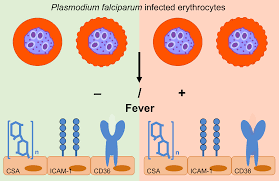 Attēlu rezultāti vaicājumam “Diderma cingulatum plasmodium”