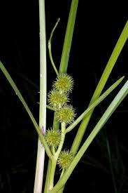 Attēlu rezultāti vaicājumam “Sparganium minimum leaf”