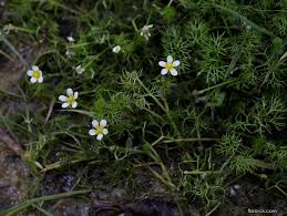 Attēlu rezultāti vaicājumam “Batrachium circinatum”