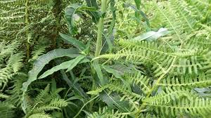 Attēlu rezultāti vaicājumam “Epilobium angustifolium leaf”