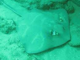 Image result for Dasyatis chrysonota