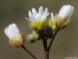 Attēlu rezultāti vaicājumam “Erophila verna fruit”