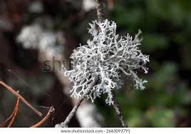 Attēlu rezultāti vaicājumam “Pseudevernia furfuracea”