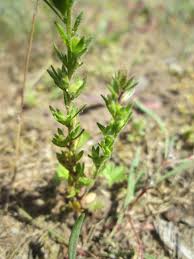 Attēlu rezultāti vaicājumam “Veronica arvensis leaf”