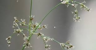 Attēlu rezultāti vaicājumam “Luzula luzuloides”