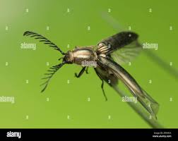 Attēlu rezultāti vaicājumam “Ctenicera pectinicornis male”