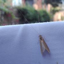 Attēlu rezultāti vaicājumam “Oecetis ochracea”