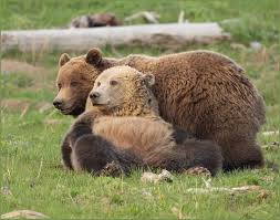 Attēlu rezultāti vaicājumam “Ursus arctos”