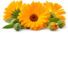Attēlu rezultāti vaicājumam “Calendula officinalis flower”