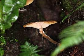 Attēlu rezultāti vaicājumam “Armillaria sp.”