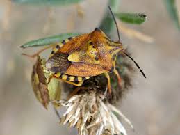 Attēlu rezultāti vaicājumam “Carpocoris purpureipennis”