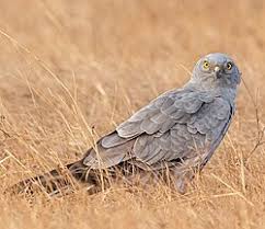 Attēlu rezultāti vaicājumam “Circus pygargus adult”