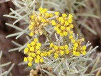 Image result for Helichrysum lindleyii