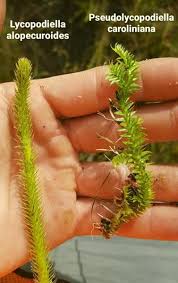 Attēlu rezultāti vaicājumam “Lycogala cf. convexum”