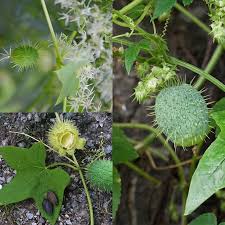 Attēlu rezultāti vaicājumam “Echinocystis lobata flower”