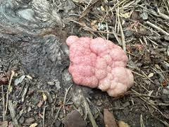 Attēlu rezultāti vaicājumam “Amaurochaete atra”