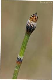 Attēlu rezultāti vaicājumam “Equisetum variegatum”