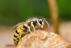 Attēlu rezultāti vaicājumam “Vespula germanica male”