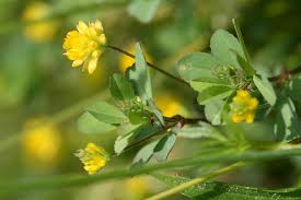 Attēlu rezultāti vaicājumam “Trifolium dubium”