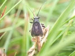 Attēlu rezultāti vaicājumam “Capsodes gothicus”