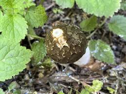 Attēlu rezultāti vaicājumam “Phallus impudicus”