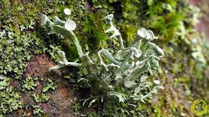 Attēlu rezultāti vaicājumam “Ramalina fastigiata”