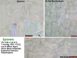 Attēlu rezultāti vaicājumam “Hymenoscyphus imberbis”