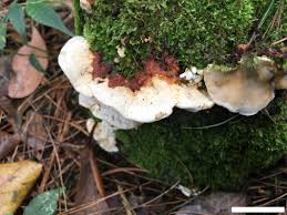 Attēlu rezultāti vaicājumam “Heterobasidion parviporum”