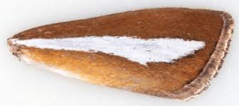 Attēlu rezultāti vaicājumam “Catoptria margaritella”