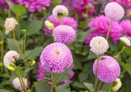 Image result for Dahlia x pinnata `Pompon Lilliput`