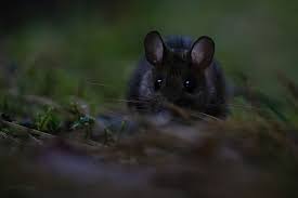 Attēlu rezultāti vaicājumam “Apodemus flavicollis”