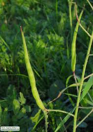 Attēlu rezultāti vaicājumam “Raphanus raphanistrum fruit”