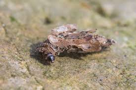 Attēlu rezultāti vaicājumam “Proutia betulina”