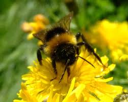 Attēlu rezultāti vaicājumam “Psithyrus sylvestris”