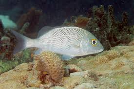 Image result for Haemulon album